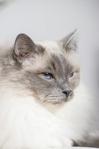 Haustier Foto Heilige Birma Katze vor hellen Hintergrund